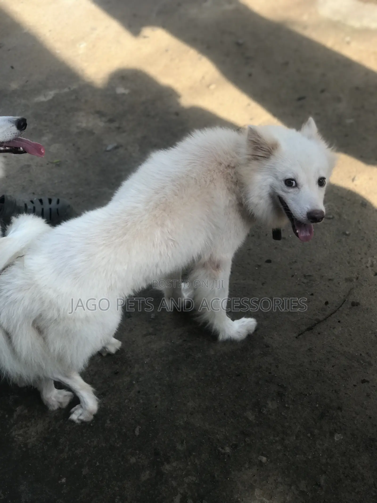 Male American Eskimo Available for Stud Services