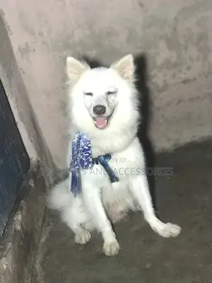 Male American Eskimo Available for Stud Services