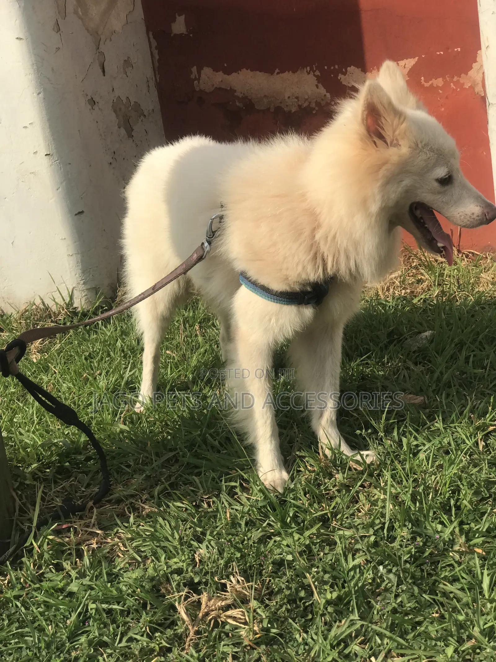 Male American Eskimo Available for Stud Services