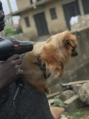 Grooming Services