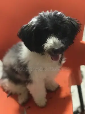 Grooming Services
