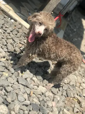 Grooming Services