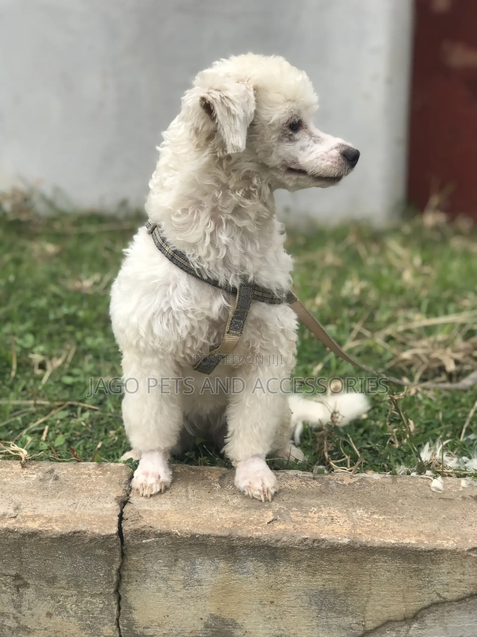 Grooming Services