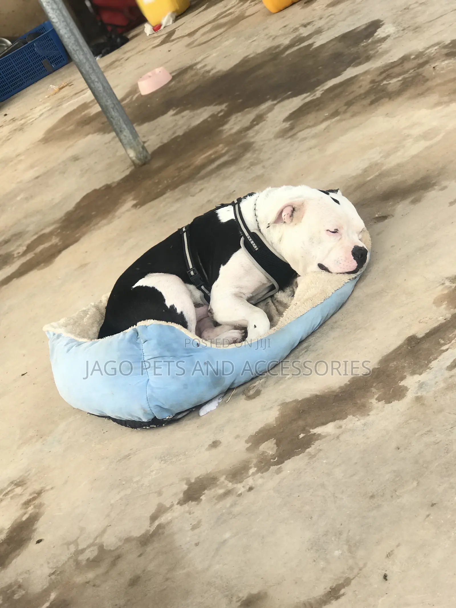 Male Pitbull Available for Stud
