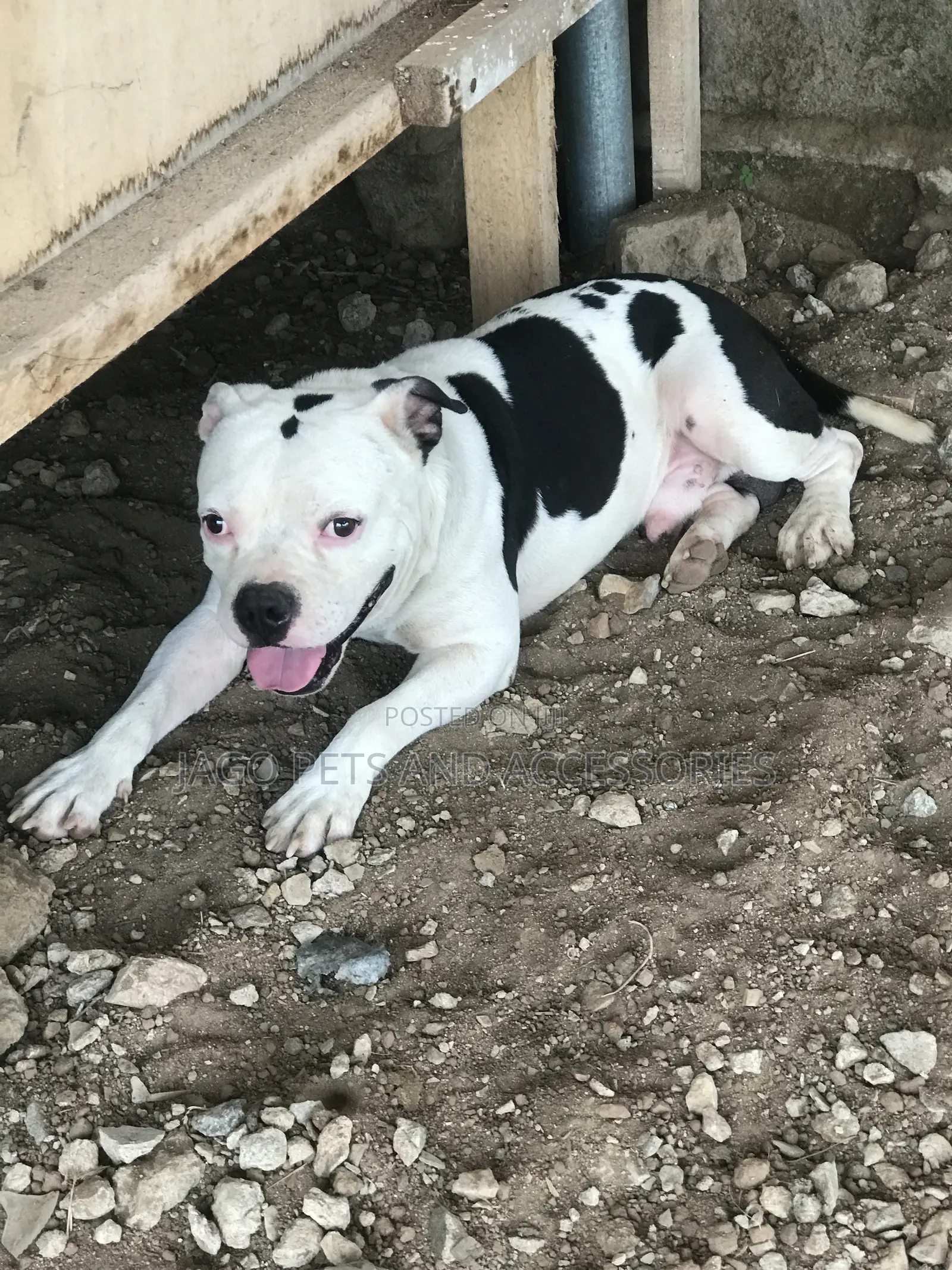 Male Pitbull Available for Stud