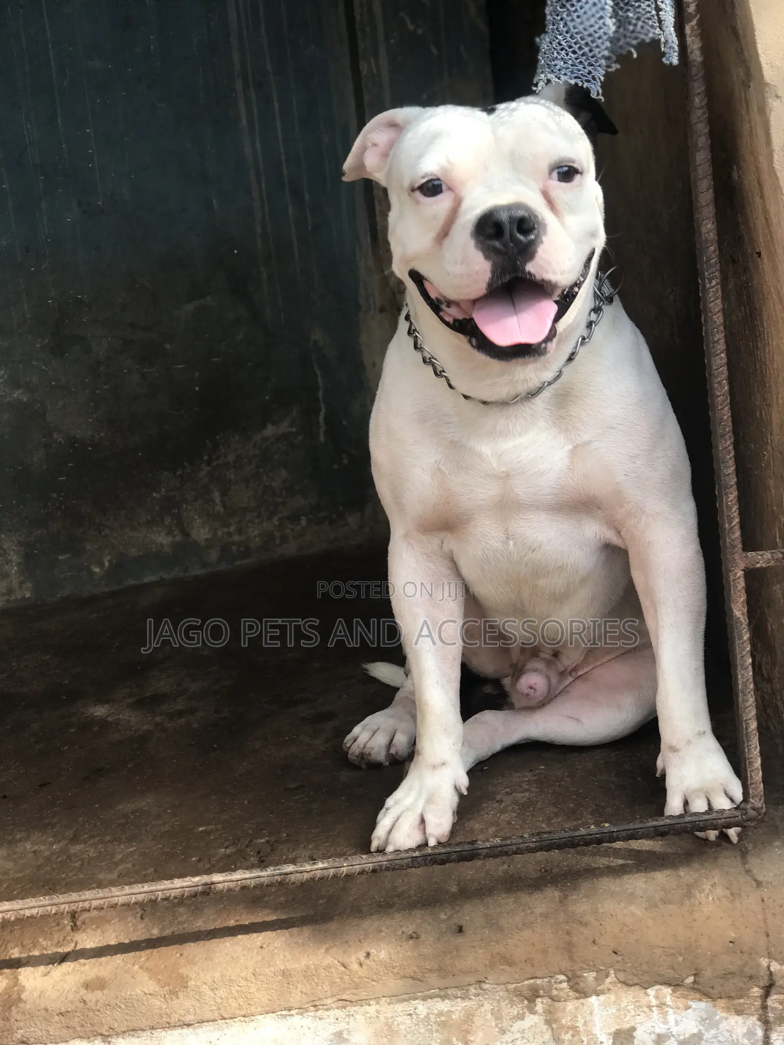 Male Pitbull Available for Stud