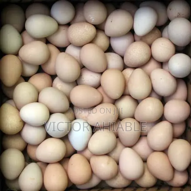 Guinea Fowl Eggs for Sale