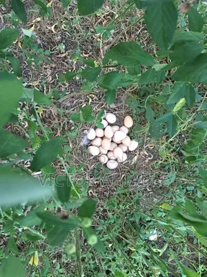 Guinea Fowl Eggs for Sale