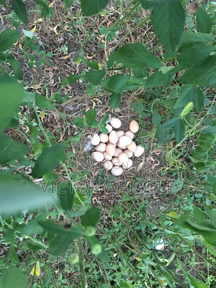 Guinea Fowl Eggs for Sale