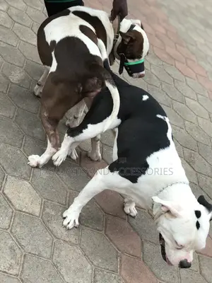 Male Pitbull Available for Stud