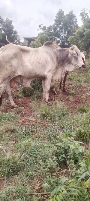 Zach Farm(Home of Healthy Livestocks