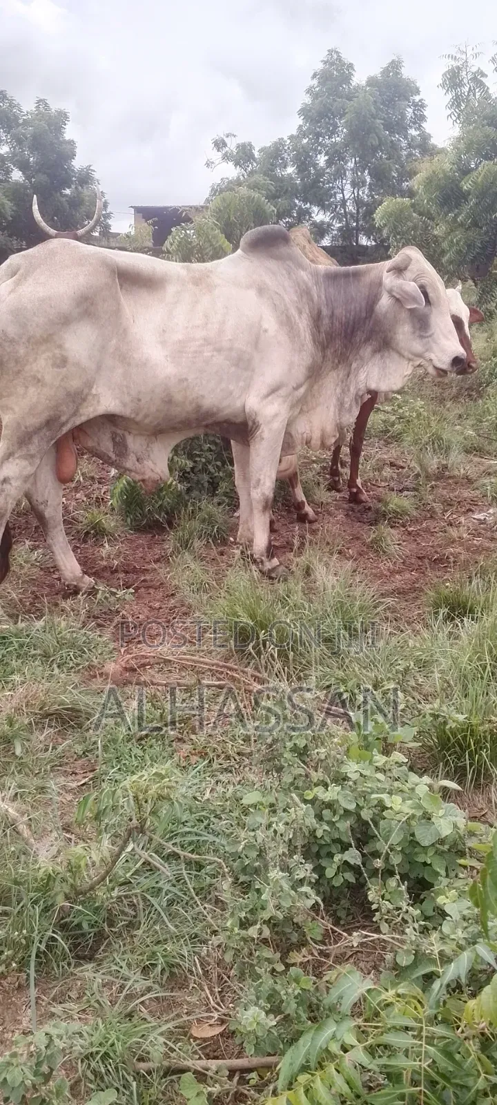 Zach Farm(Home of Healthy Livestocks