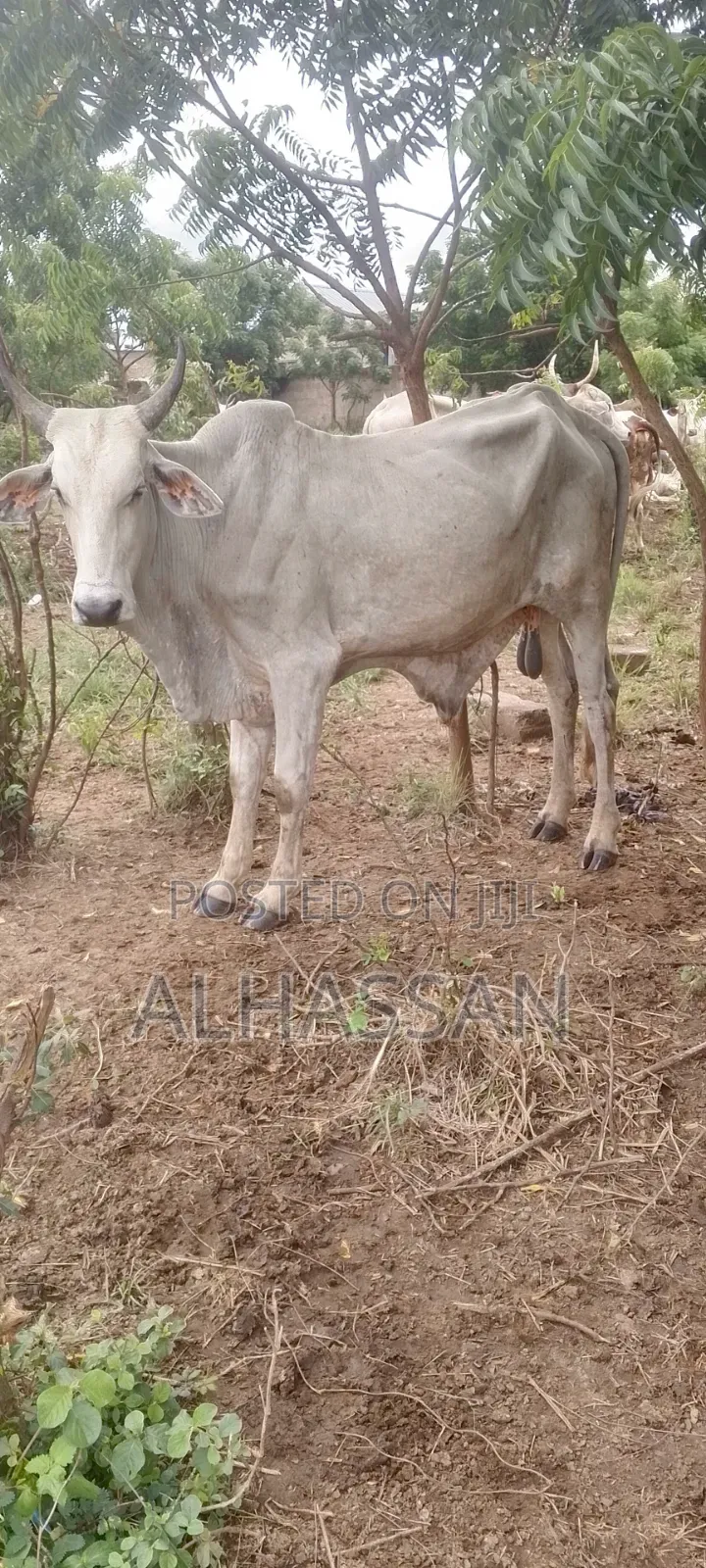 Zach Farm(Home of Healthy Livestocks