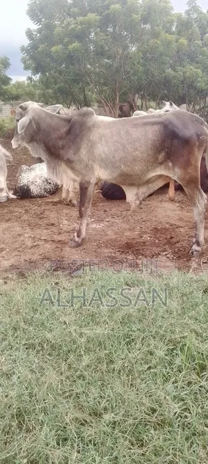 Zach Farm(Home of Healthy Livestocks
