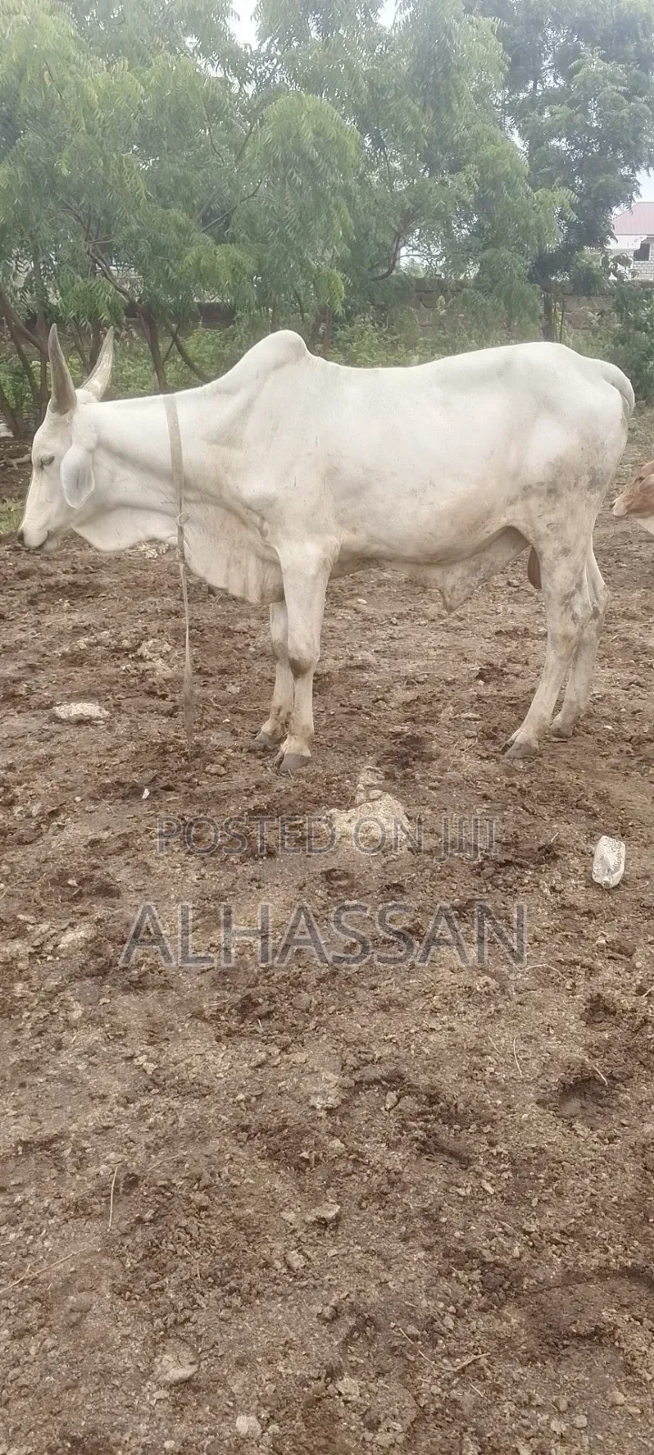 Zach Farm(Home of Healthy Livestocks