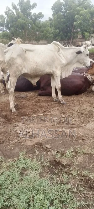 Zach Farm(Home of Healthy Livestocks