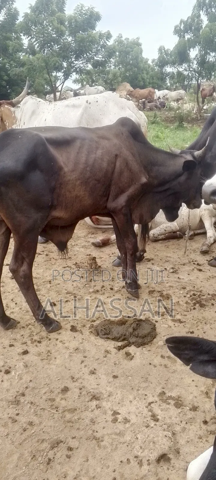 Zach Farm(Home of Healthy Livestocks