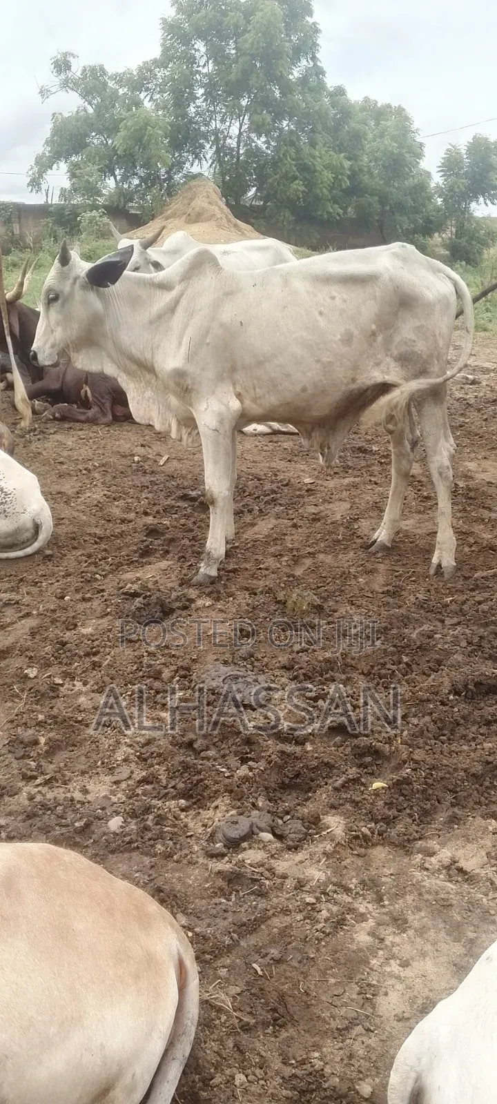 Zach Farm(Home of Healthy Livestocks