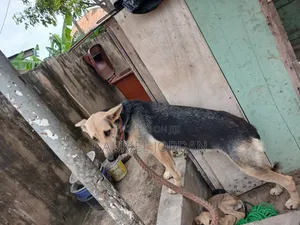 1+ year Female Mixed Breed German Shepherd