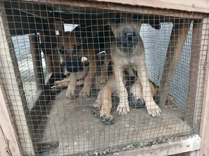 1-3 months Male Mixed Breed German Shepherd