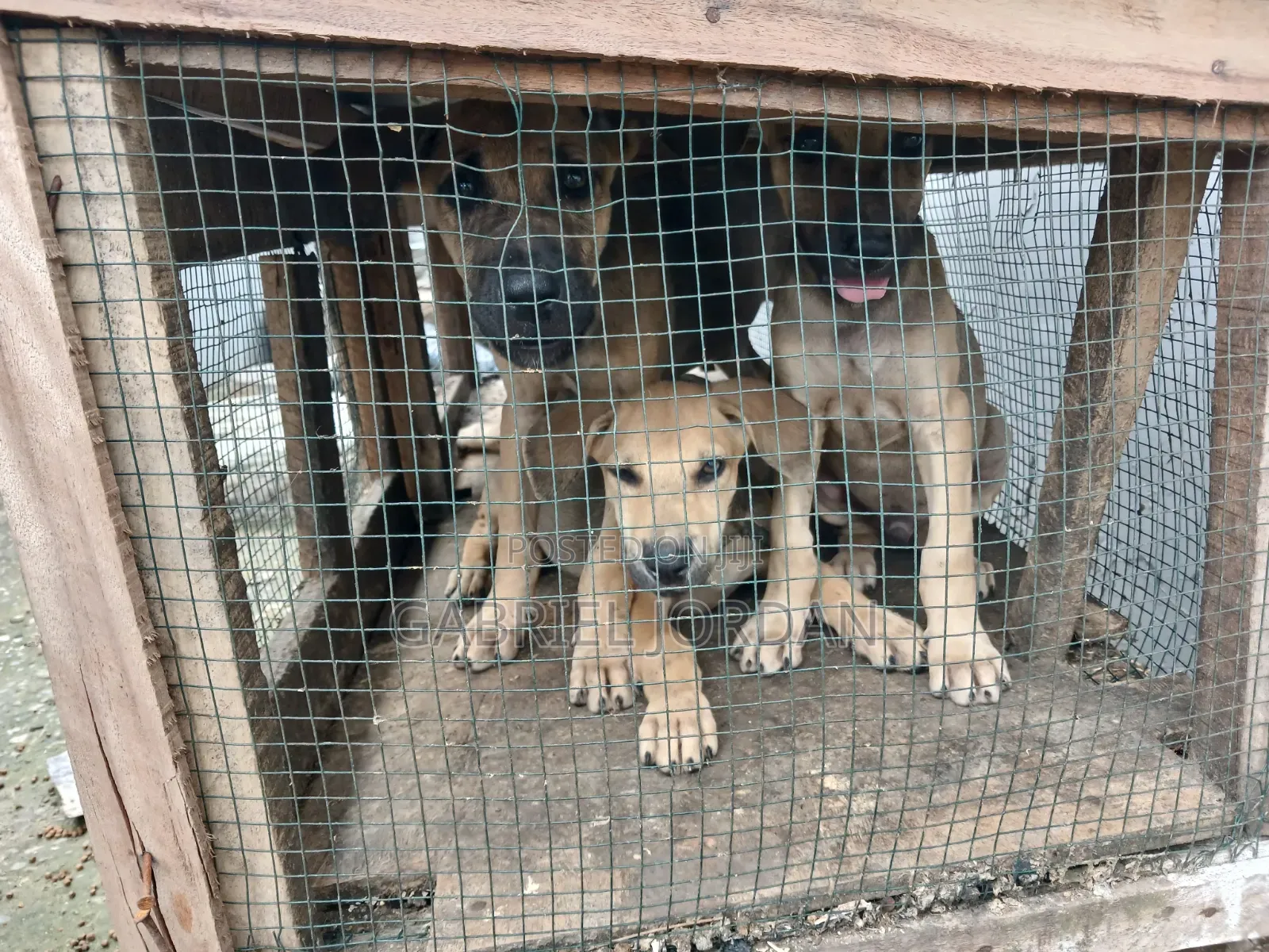 1-3 months Male Mixed Breed German Shepherd