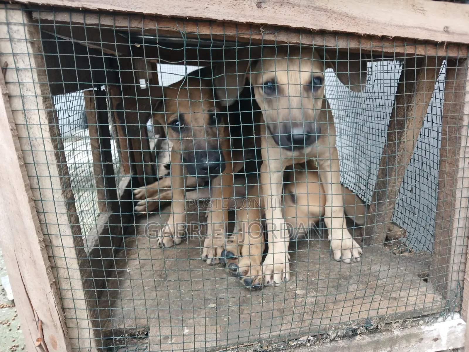1-3 months Male Mixed Breed German Shepherd
