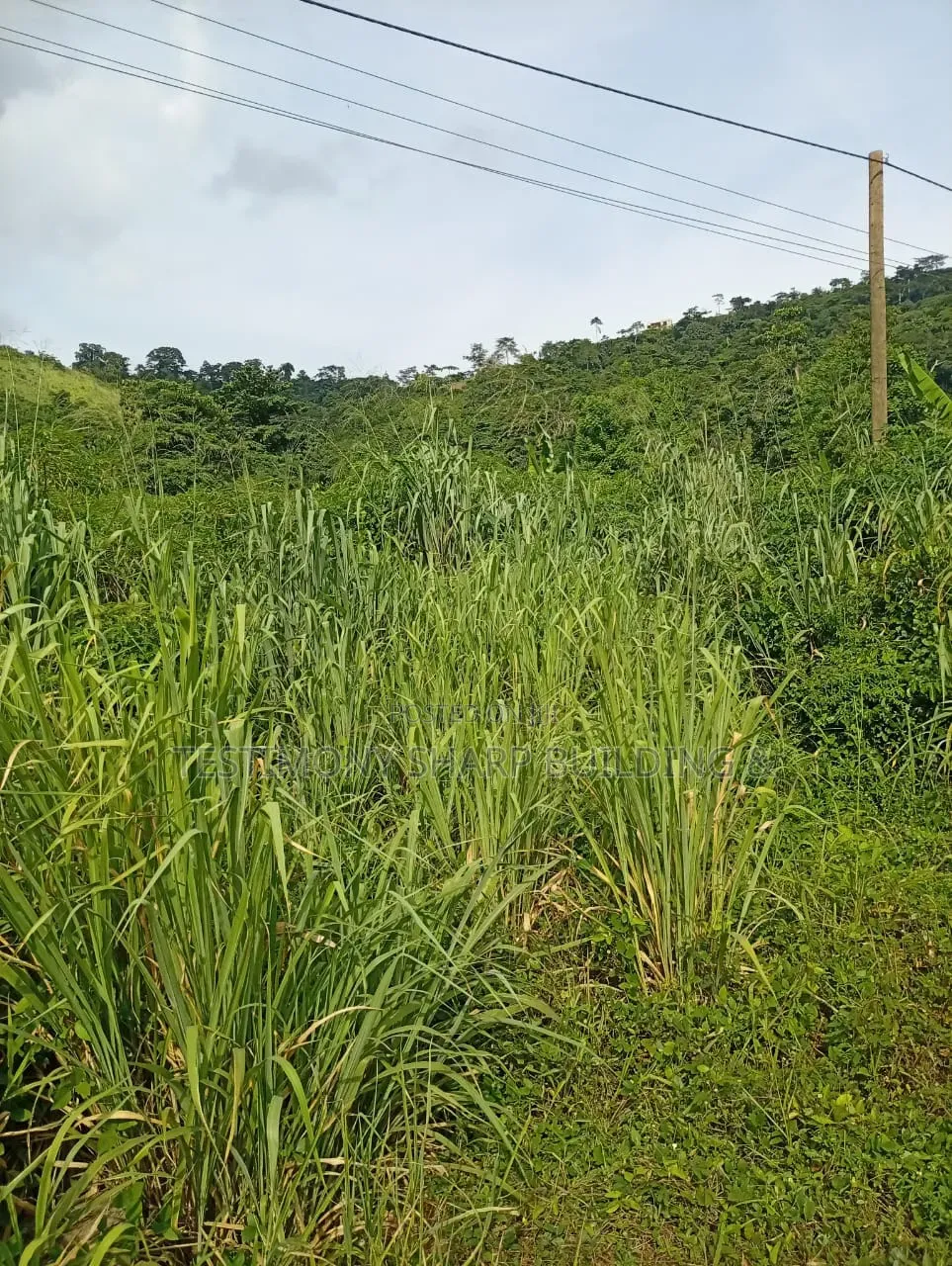 15 Acres for Sale at Apollonia