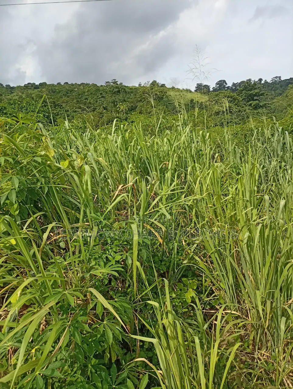15 Acres for Sale at Apollonia