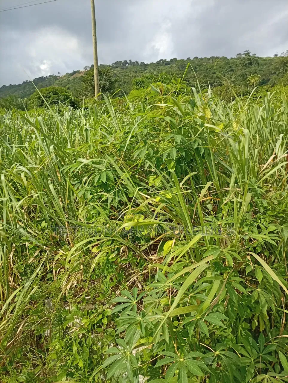 15 Acres for Sale at Apollonia