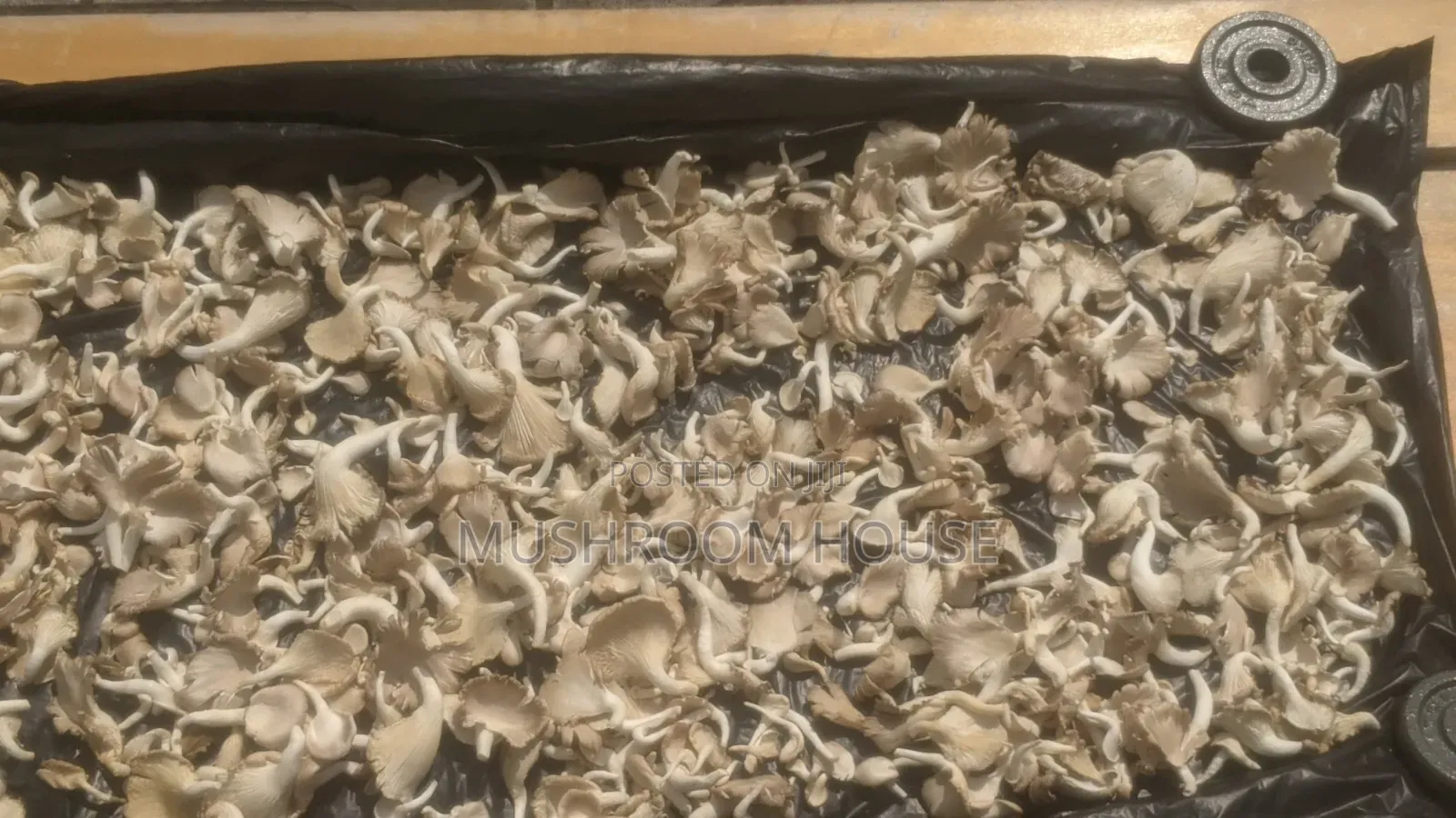 Organic Oyster Mushrooms For Sale ( Both Fresh And Dried)