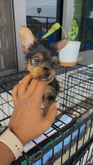 1-3 months Male Purebred Yorkshire Terrier