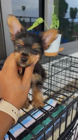 1-3 months Male Purebred Yorkshire Terrier