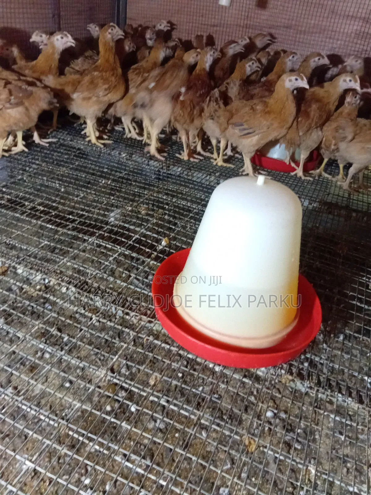 6 Weeks Old Sasso T451 Poulets for Sale