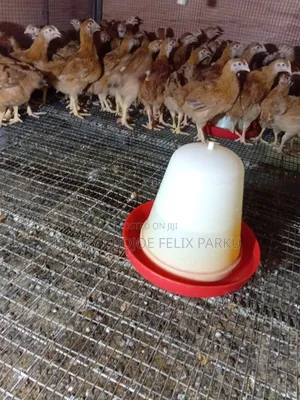 6 Weeks Old Sasso T451 Poulets for Sale