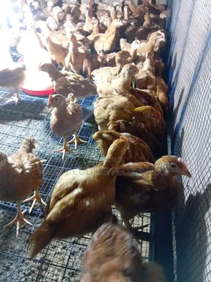6 Weeks Old Sasso T451 Poulets for Sale