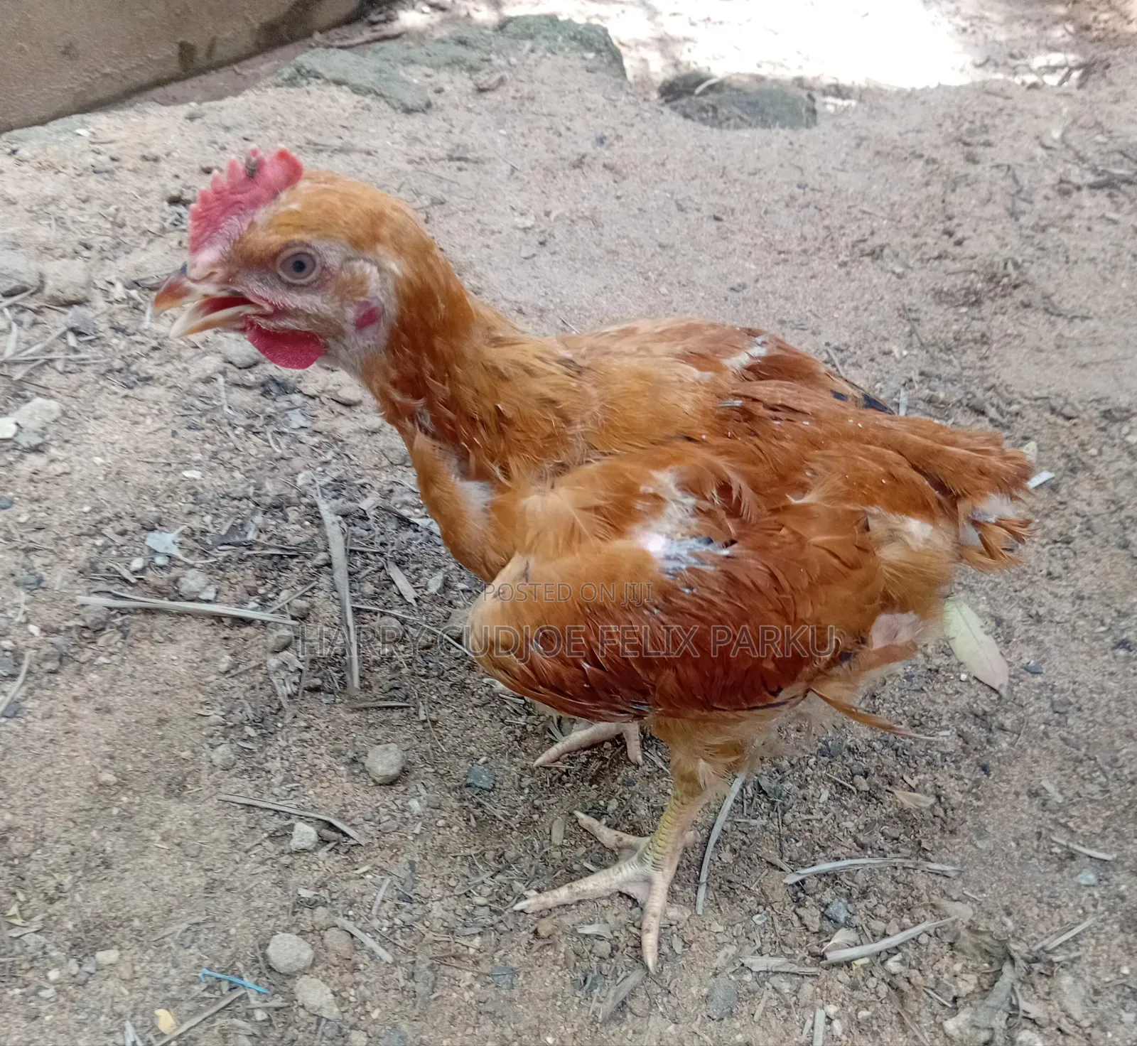 6 Weeks Old Sasso T451 Poulets for Sale