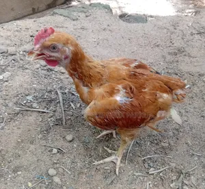 6 Weeks Old Sasso T451 Poulets for Sale
