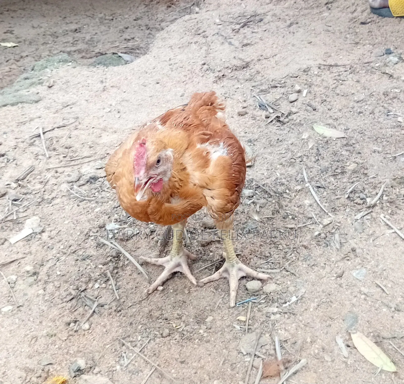 6 Weeks Old Sasso T451 Poulets for Sale
