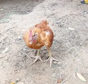 6 Weeks Old Sasso T451 Poulets for Sale