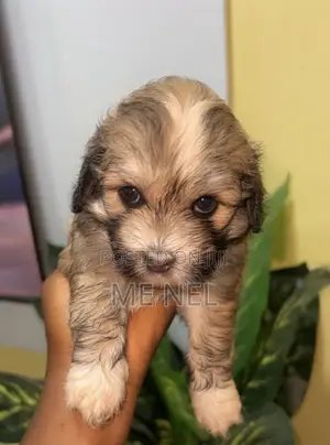 0-1 month Female Mixed Breed Poodle