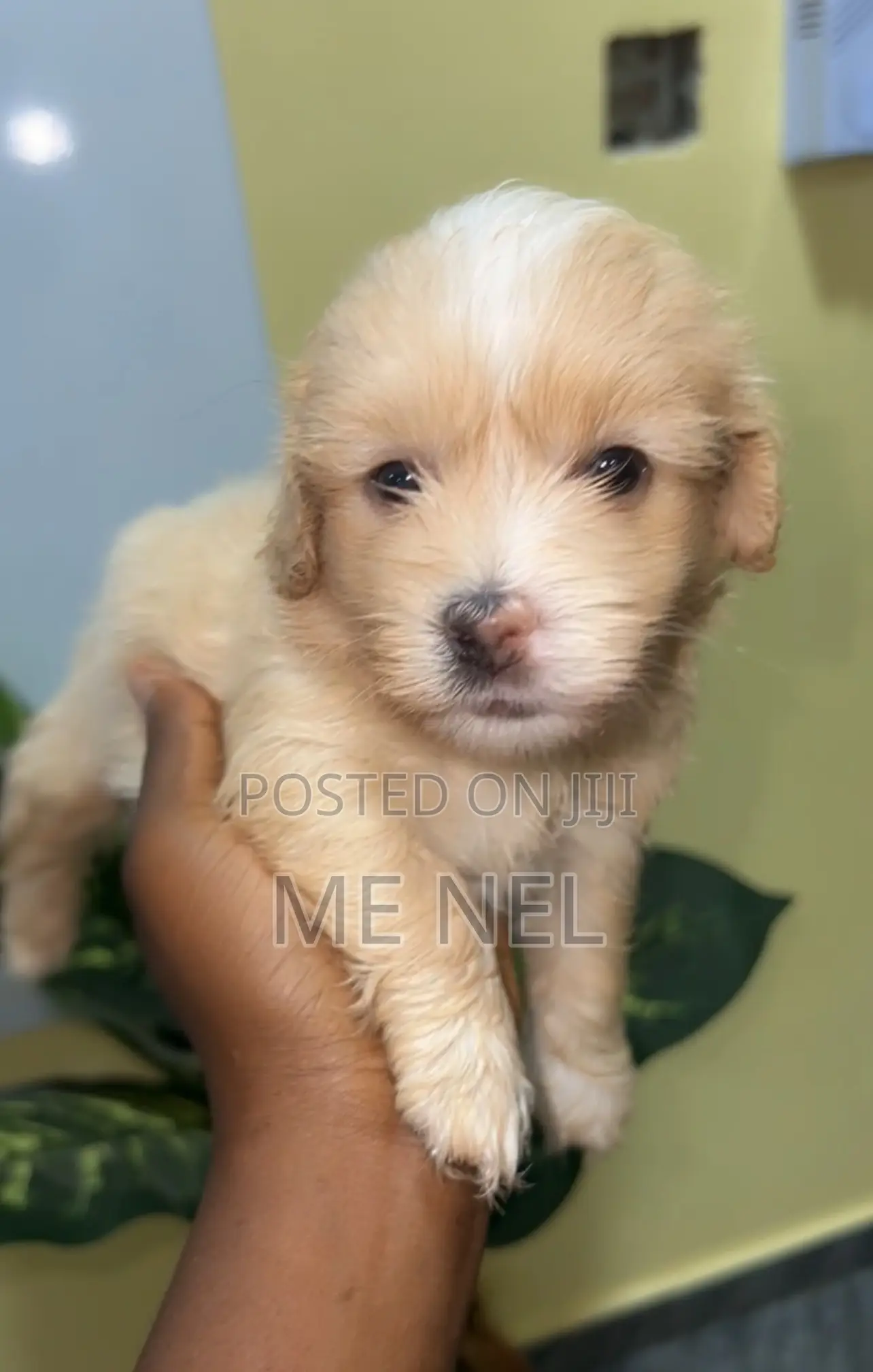 0-1 month Female Mixed Breed Poodle
