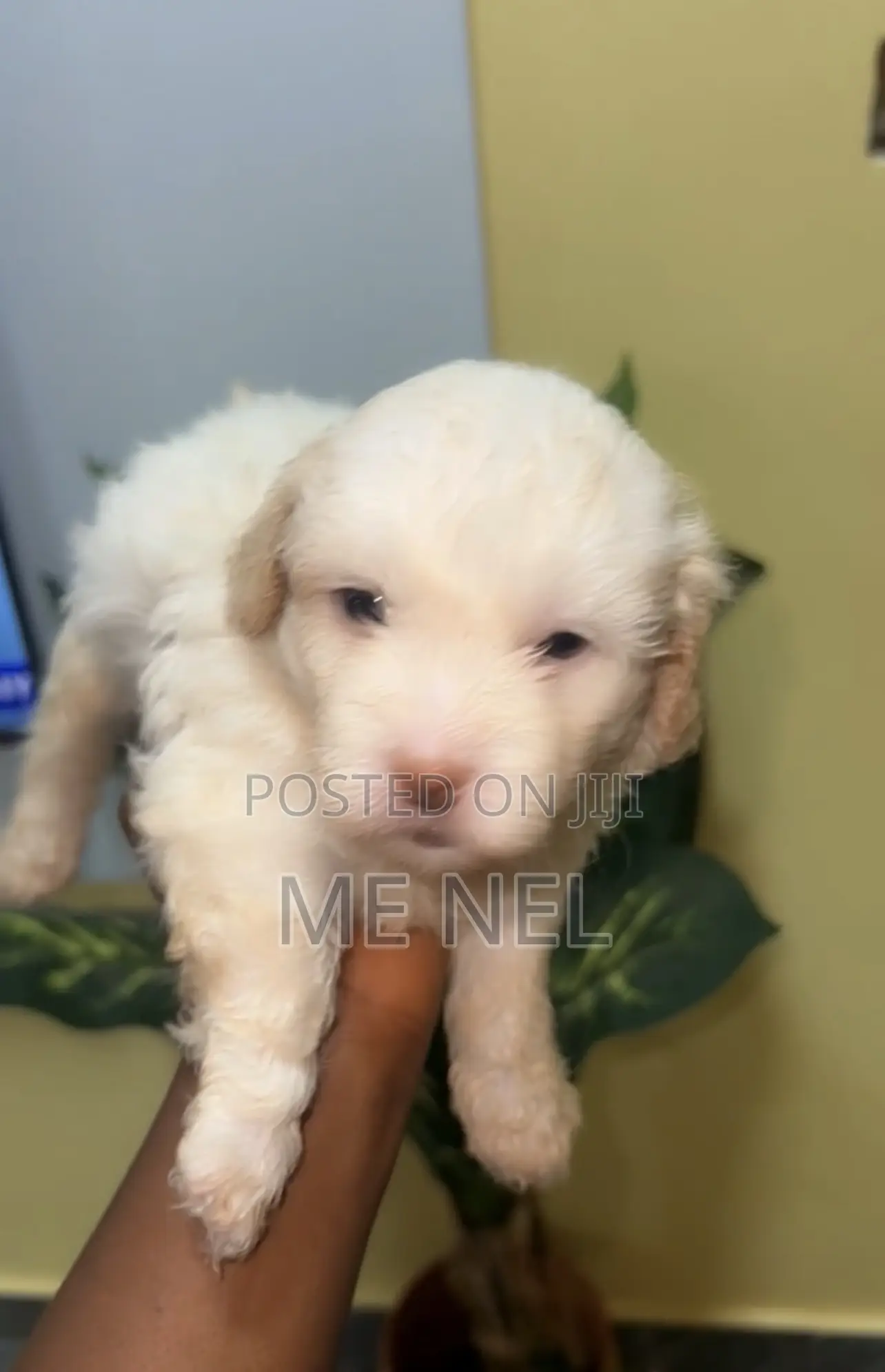0-1 month Female Mixed Breed Poodle