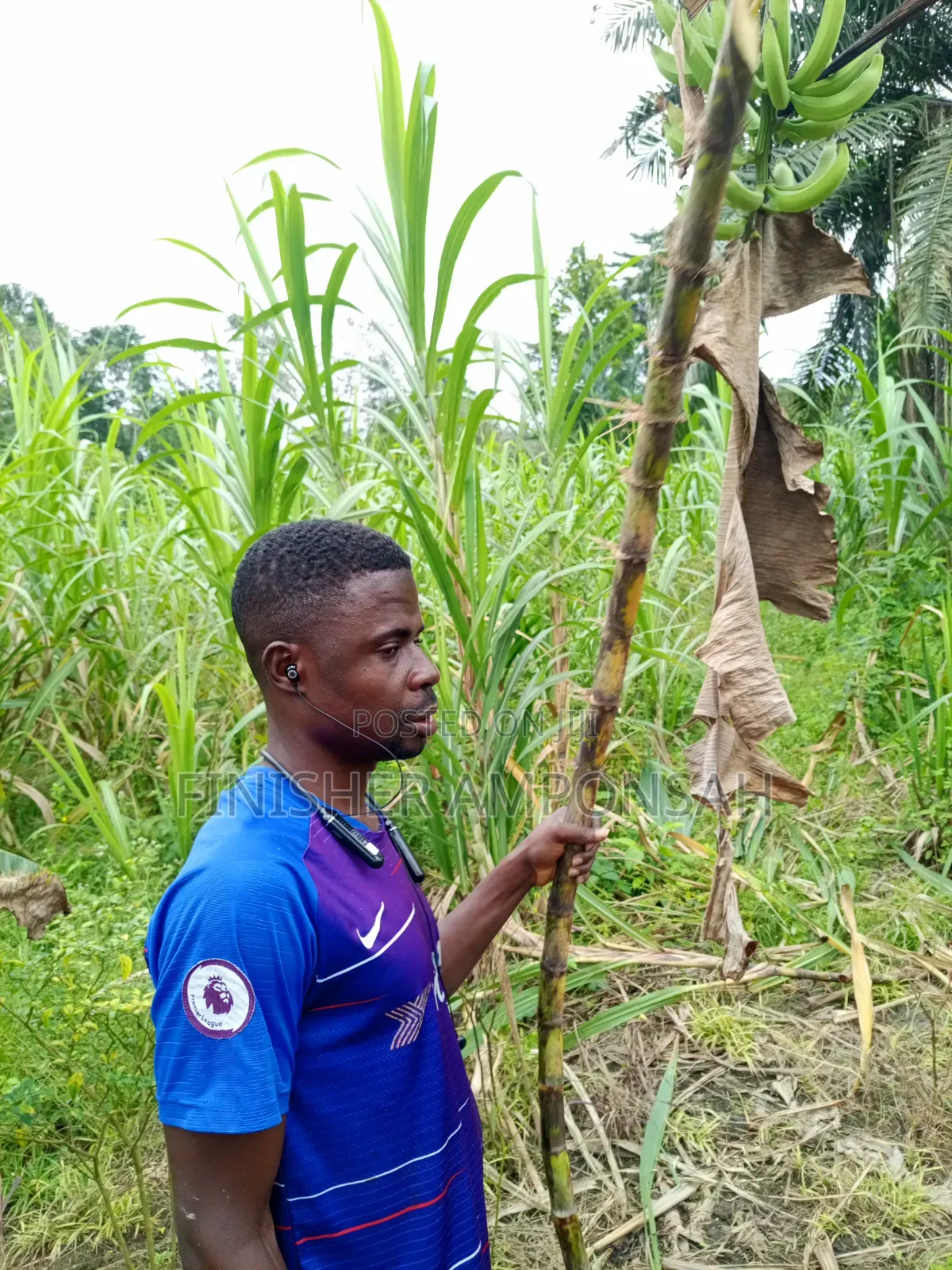 Nananom Farms
