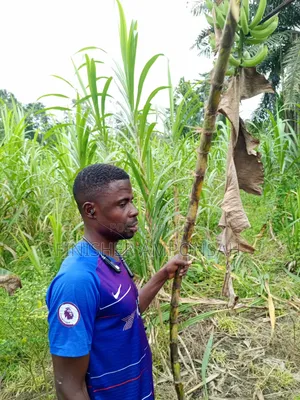 Nananom Farms