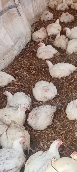 Broiler Fowls