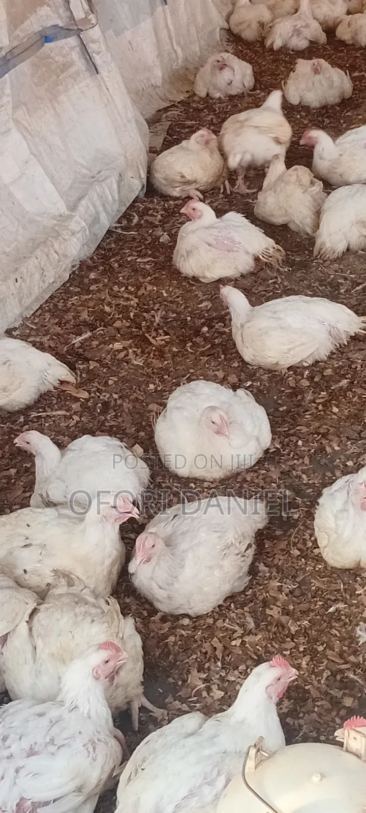 Broiler Fowls