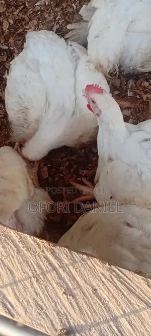Broiler Fowls