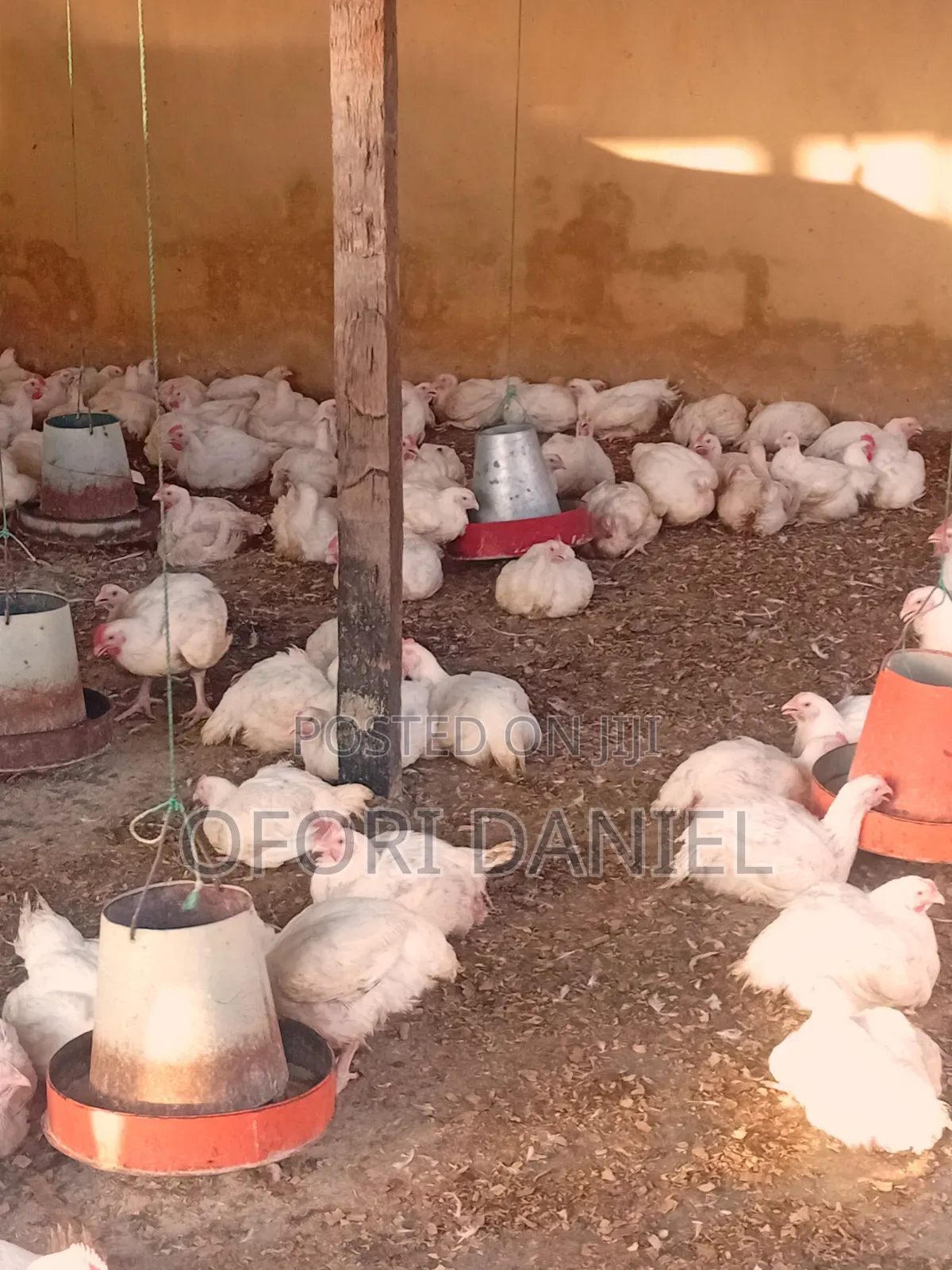 Broiler Fowls