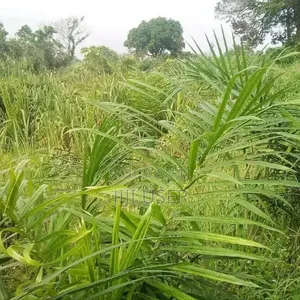 Farm Land for Long Lease
