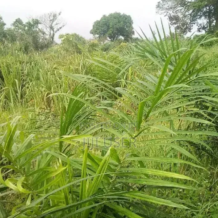 Farm Land for Long Lease